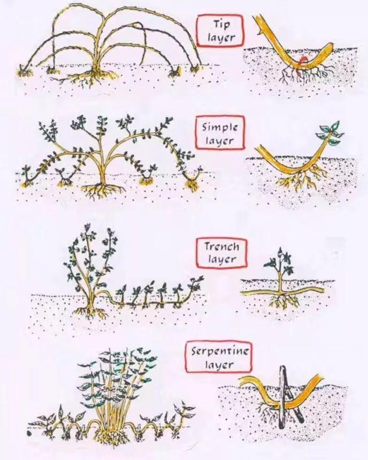 茶花壓條多久生根，空中壓條繁殖技術(shù)，臘梅壓條繁殖時(shí)間?