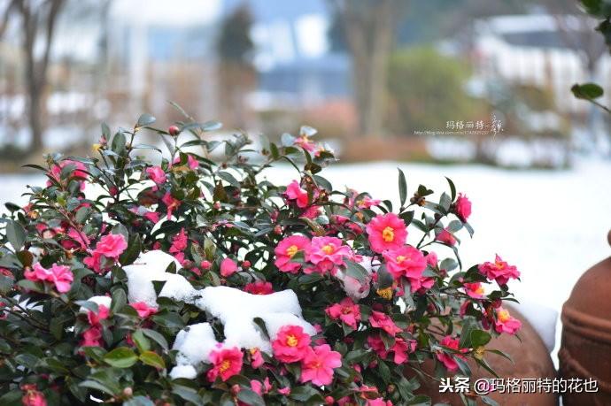 如何使茶梅在圣誕開(kāi)花，茶梅開(kāi)白花怎么辦?