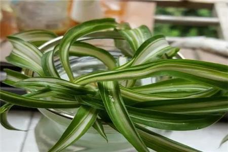 水培牡丹吊蘭的養殖方法和注意事項，水培會(huì )不會(huì )開(kāi)花，水培綠蘿放啥長(cháng)得快?