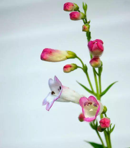 釣鐘柳的繁殖方法詳解，釣鐘柳圖片?