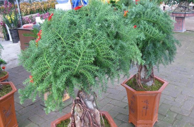 澳洲杉怎么施肥，盆栽澳洲杉的施肥方法?