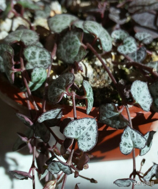 愛(ài)之蔓怎么繁殖，愛(ài)之蔓怎么爆盆?