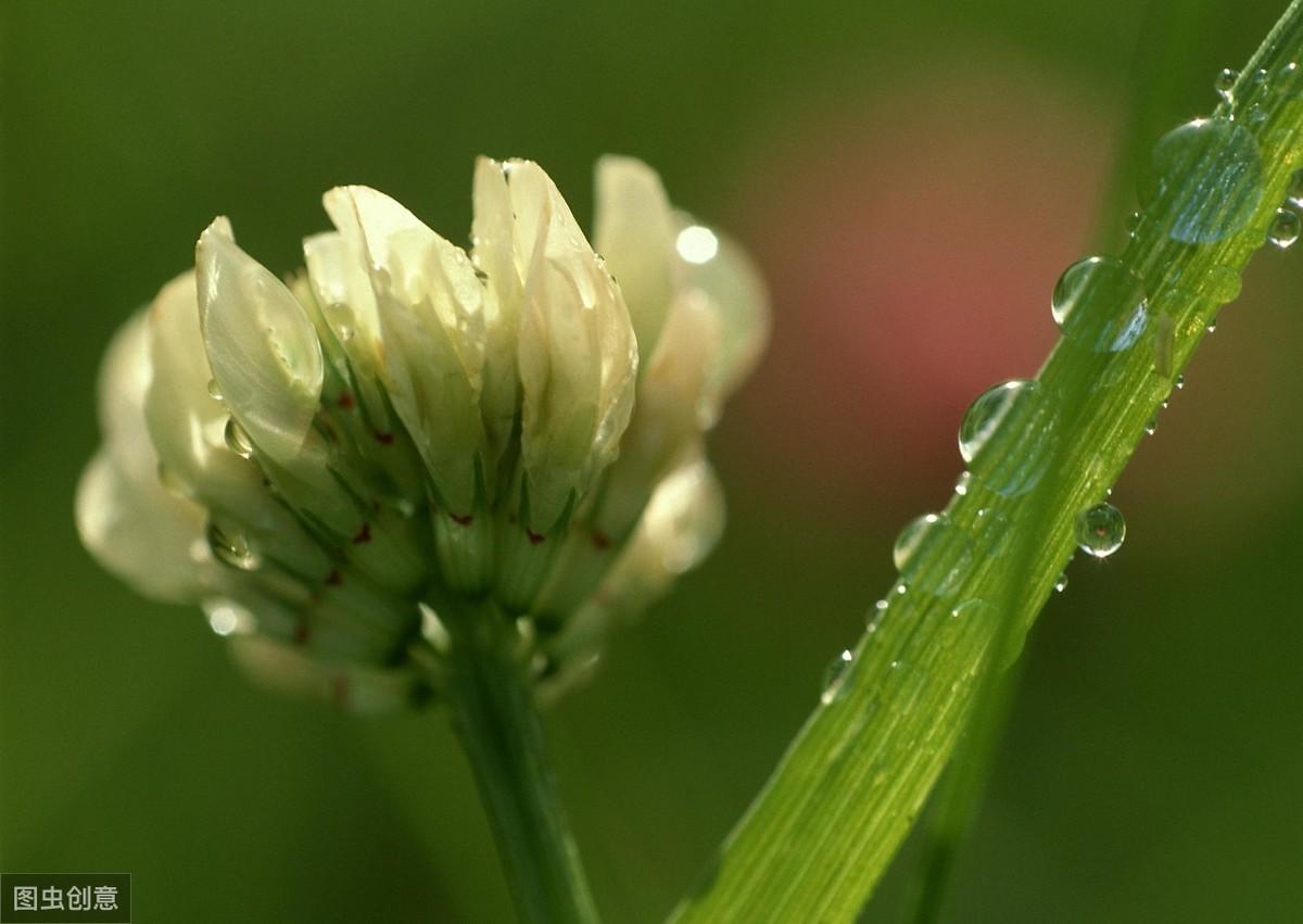 白車(chē)軸草怎么過(guò)冬，白車(chē)軸草圖片?
