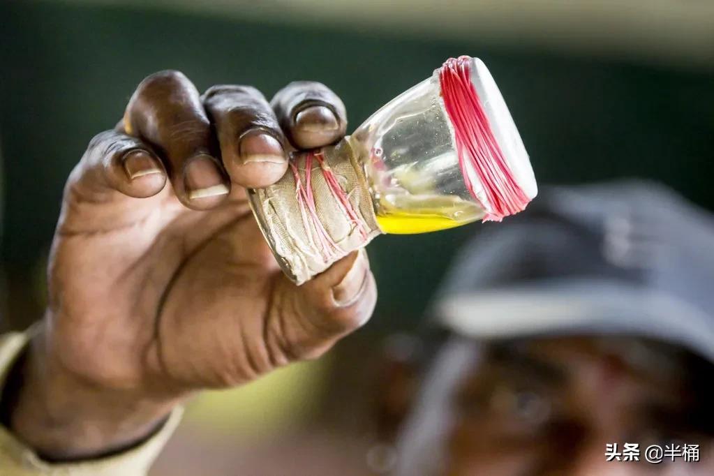 菜花蛇為什么不怕眼鏡王蛇 菜花蛇為什么不怕眼鏡王蛇