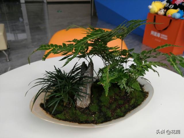 菖蒲盆景怎么過(guò)冬?，新手如何養菖蒲?