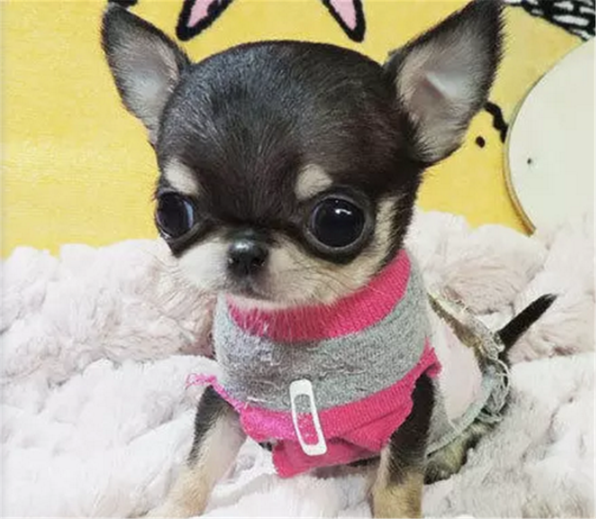 怎樣挑選吉娃娃幼犬(小型犬吉娃娃的品種及價(jià)格)