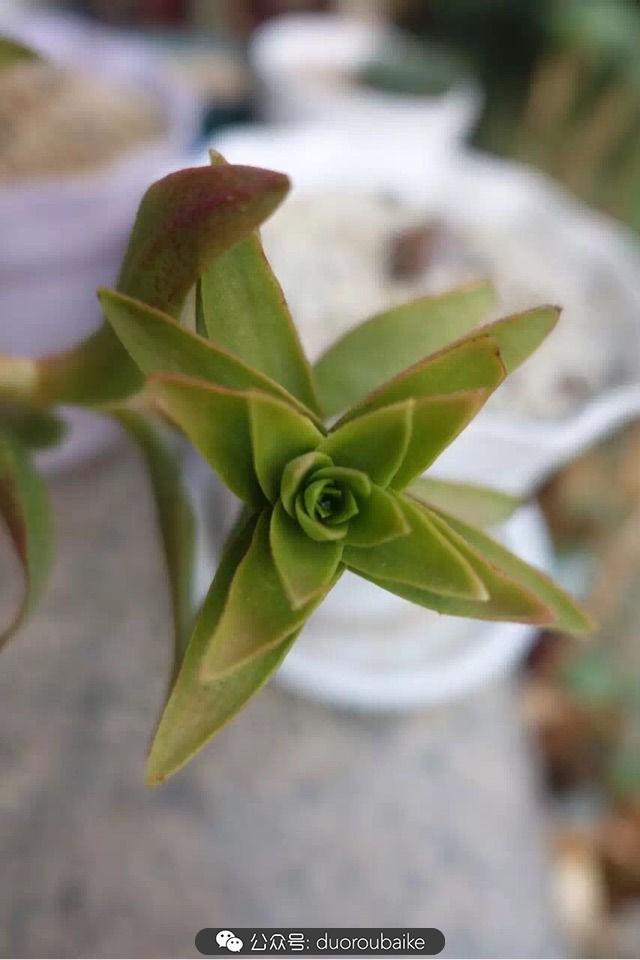 多肉白鳥(niǎo)怎么施肥，白鳥(niǎo)多肉爆盆?