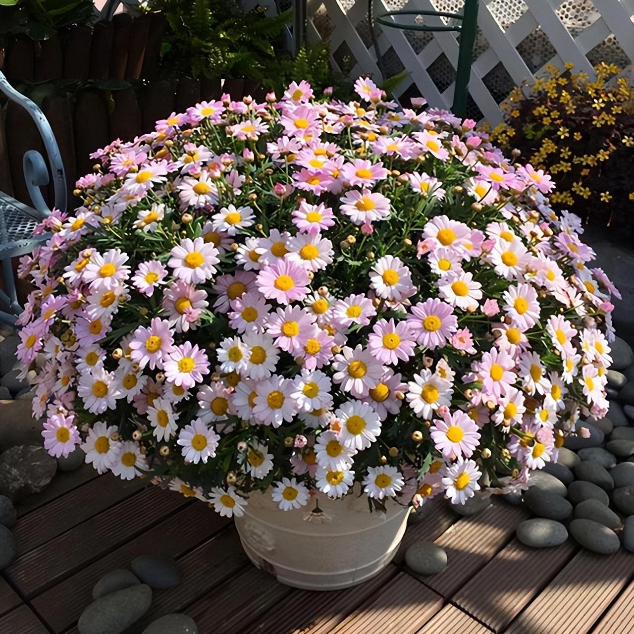 百萬(wàn)小鈴什么時(shí)候開(kāi)花，小木槿要多大花盆栽?