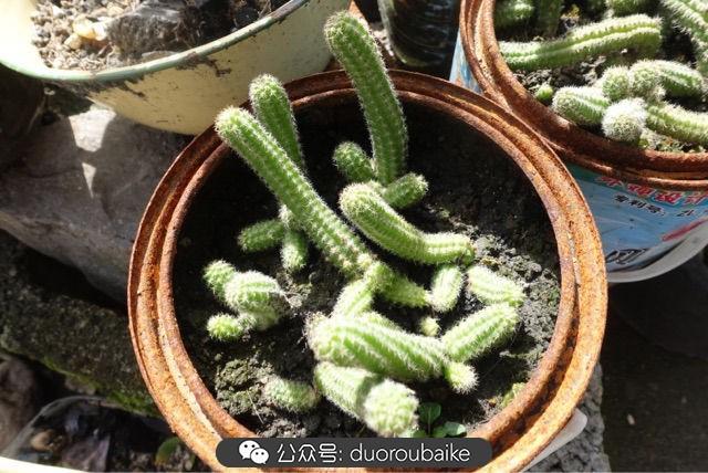 多肉白鳥(niǎo)怎么施肥，白鳥(niǎo)多肉爆盆?