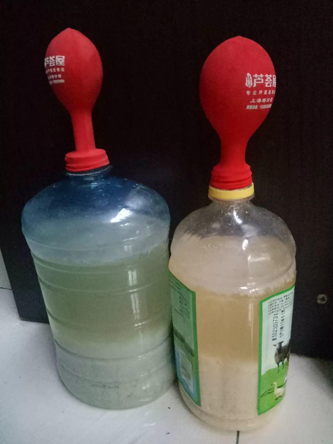 長(cháng)壽花花謝后如何修剪，怎么處理，杜鵑花花謝后怎樣修剪?