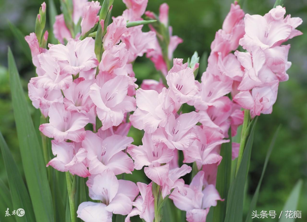 唐菖蒲什么時(shí)候開(kāi)花，唐菖蒲一年開(kāi)幾次花?