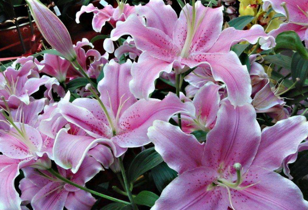 百合徒長(cháng)不開(kāi)花的原因，怎么催花，百合打頂圖解?