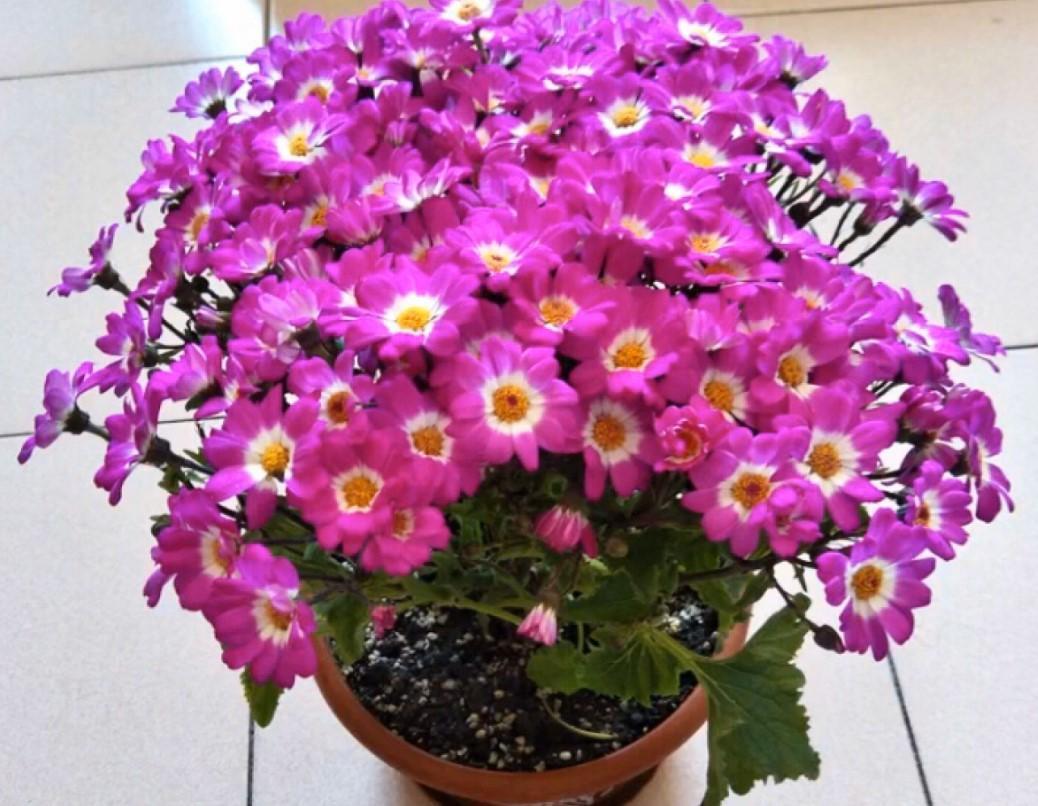 瓜葉菊什么時(shí)候開(kāi)花，瓜葉菊一年能開(kāi)幾次花?