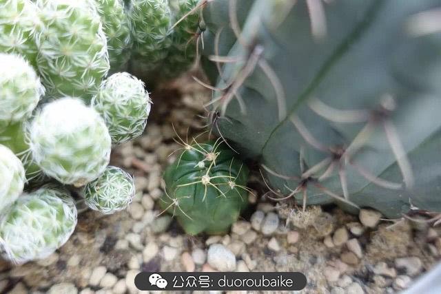 多肉白鳥(niǎo)怎么施肥，白鳥(niǎo)多肉爆盆?