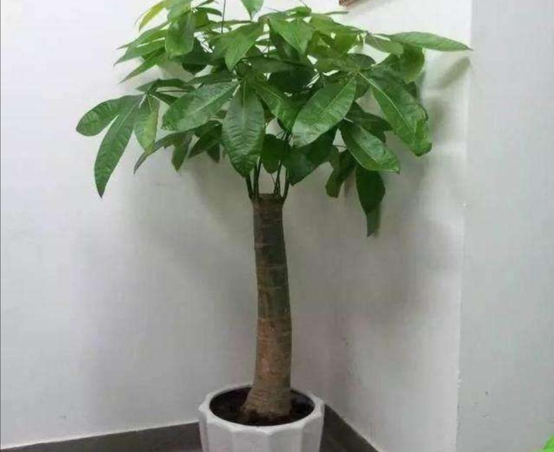 發(fā)財樹(shù)怎么過(guò)冬，葉子發(fā)黃是怎么回事，發(fā)財樹(shù)葉子發(fā)黃怎么救?