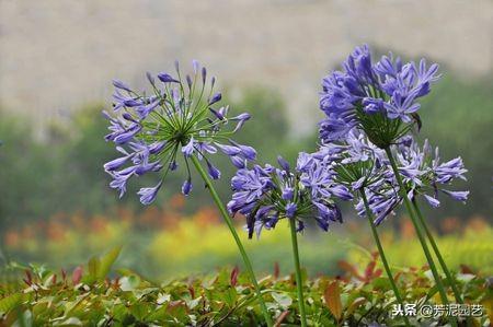 百子蓮怎么過(guò)冬，百子蓮北方室內過(guò)冬?