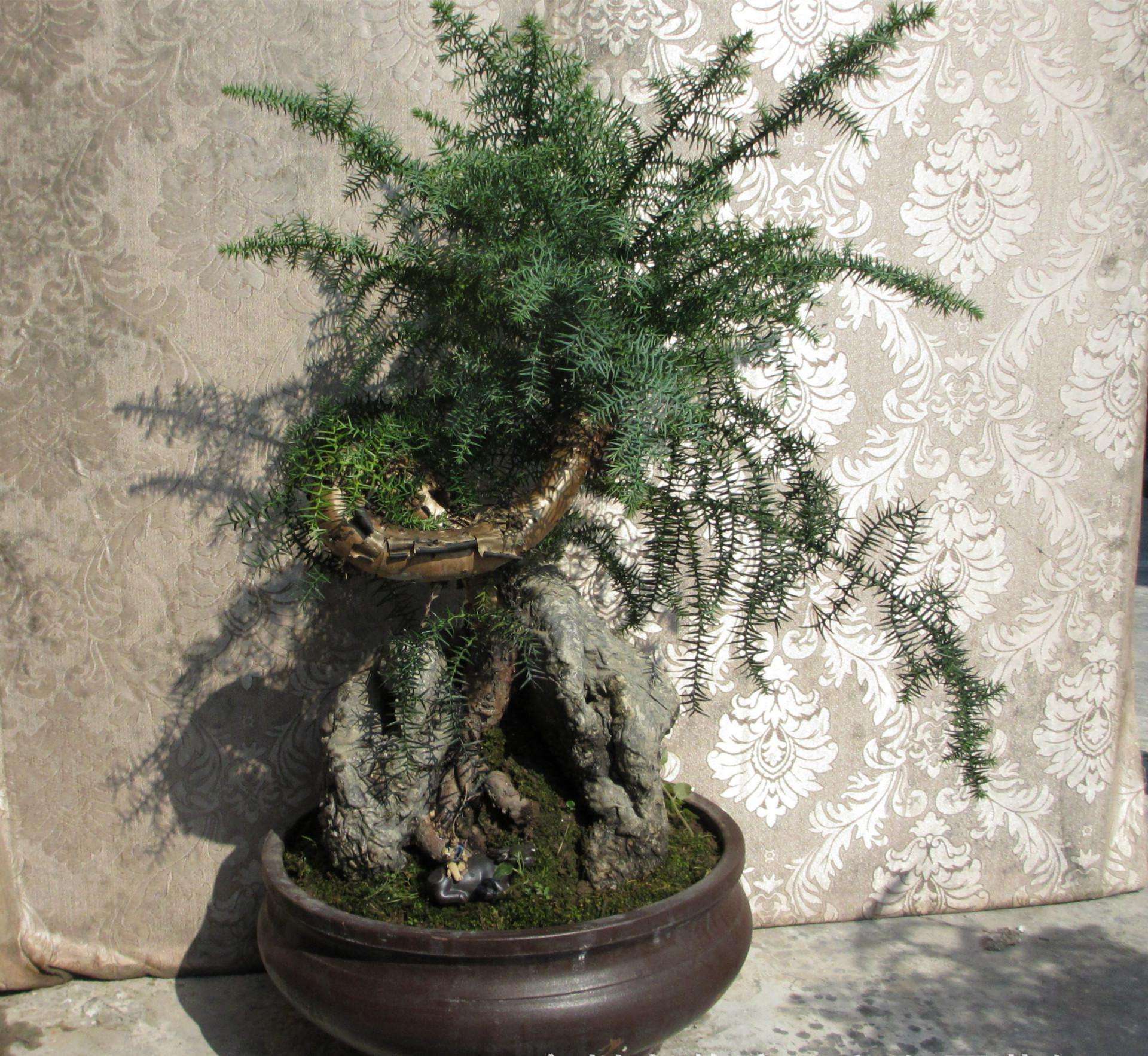 盆栽澳洲杉怎么澆水，澳洲杉怎么扦插?