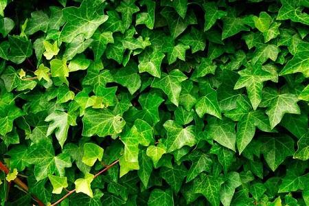 常春藤怎樣修剪，常春藤盆景造型?