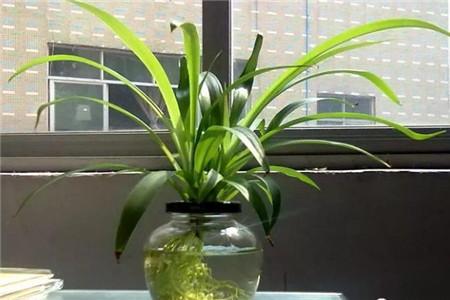 水培牡丹吊蘭的養殖方法和注意事項，水培會(huì )不會(huì )開(kāi)花，水培綠蘿放啥長(cháng)得快?