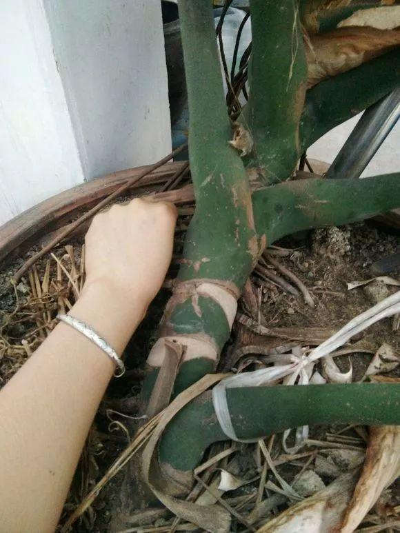 長(cháng)壽花施肥方法，用什么肥好，長(cháng)壽花用什么肥好什么時(shí)候施肥合適?