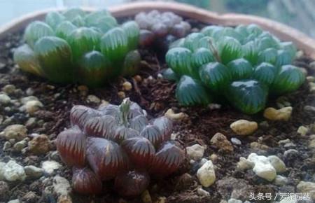 冰燈玉露怎么施肥，10萬(wàn)以上的冰燈玉露?