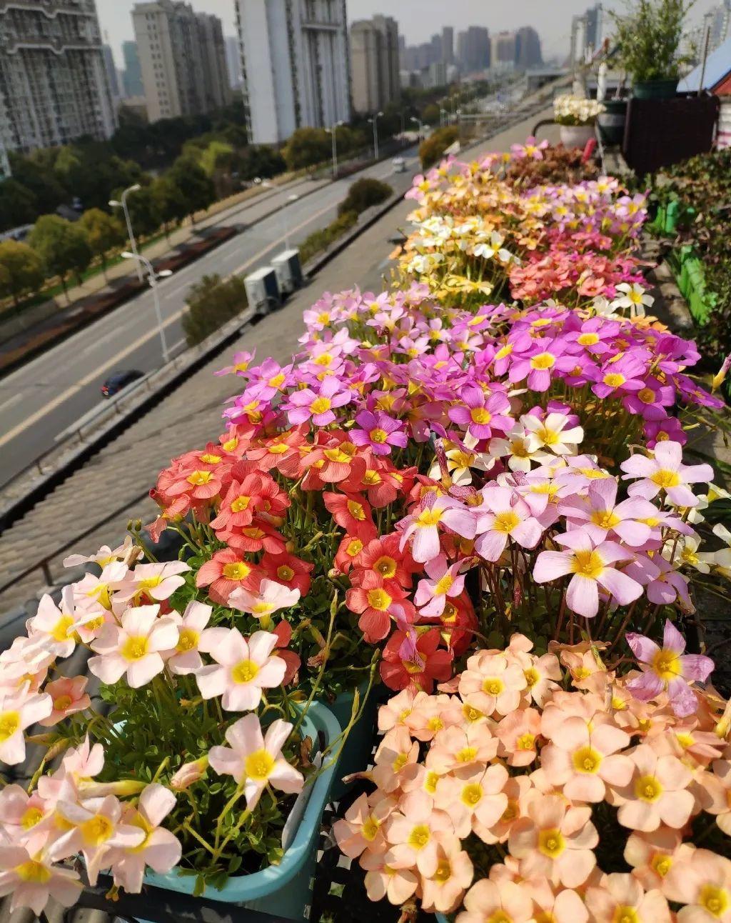 百萬(wàn)小鈴的扦插方法，小木槿扦插多久生根?