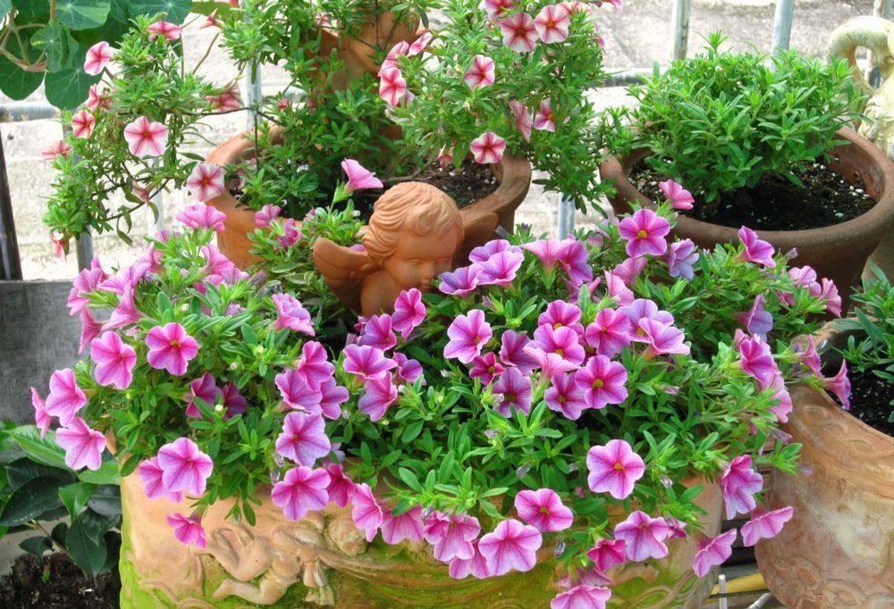 百萬(wàn)小鈴怎么修剪，如何快速復花，小玫瑰花謝了怎么修剪?