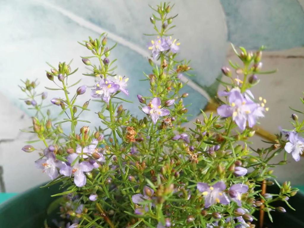 地膚開(kāi)花嗎，常年爆盆的花?