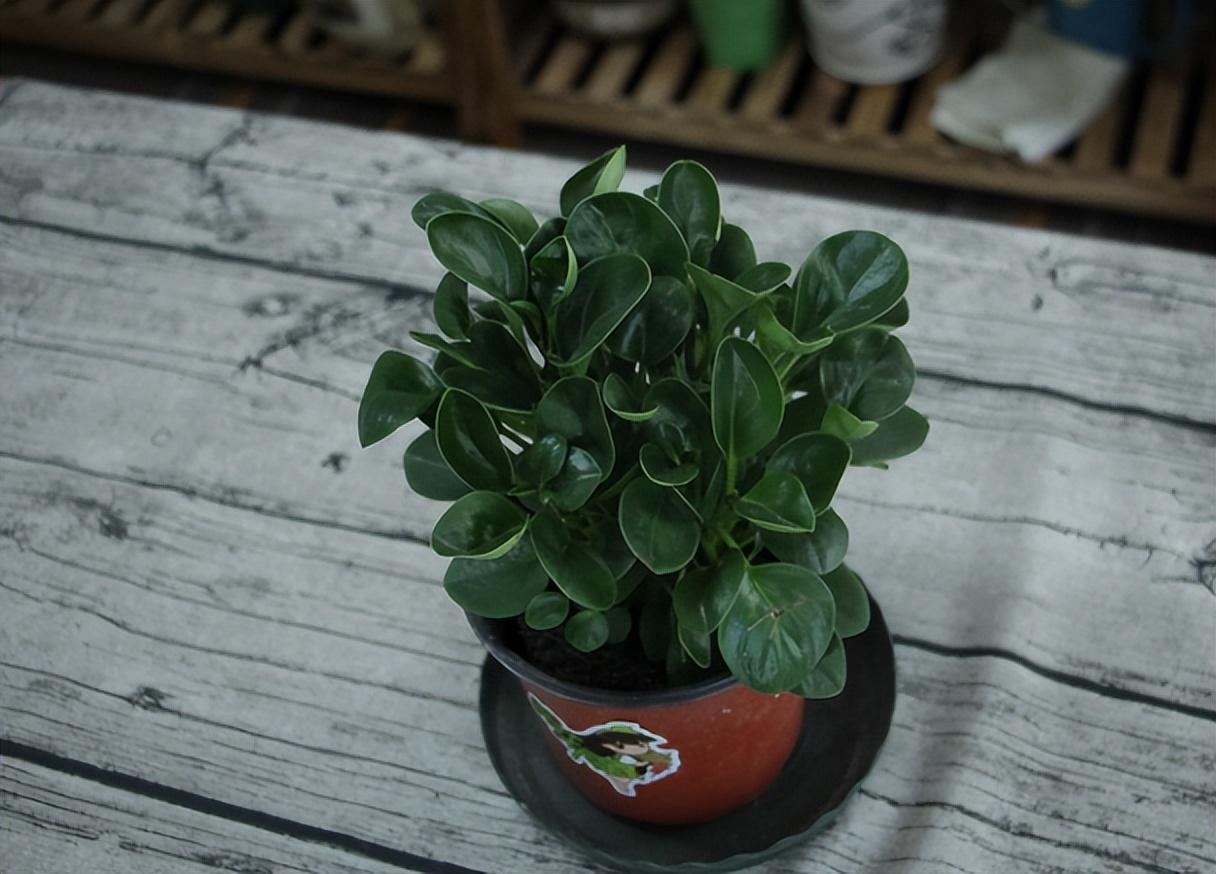 豆瓣綠怎么扦插，豆瓣綠10月份可以扦插嗎?