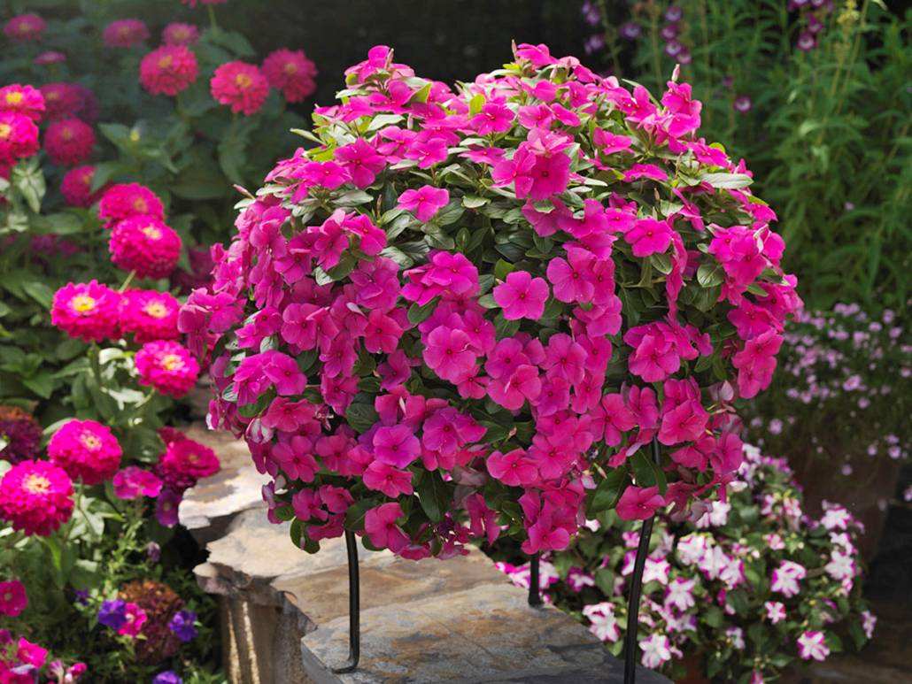 百萬(wàn)小鈴什么時(shí)候開(kāi)花，小木槿要多大花盆栽?