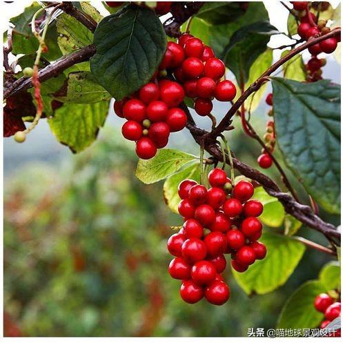 長(cháng)春蔓開(kāi)花嗎，長(cháng)春蔓和常春藤一樣嗎?