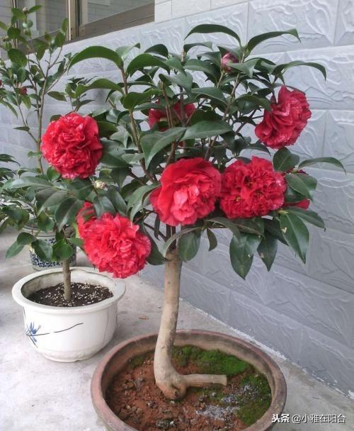 茶花澆水的正確方法，茶花澆水多了怎么補救，茶花的澆水技巧?