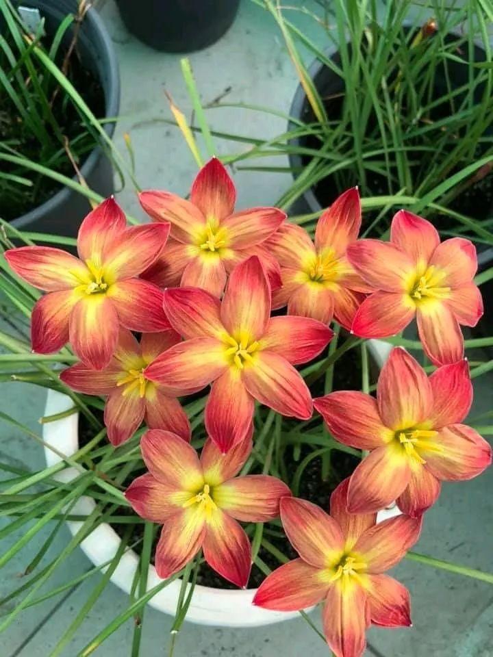 蔥蘭什么時(shí)候開(kāi)花，蔥蘭和韭蘭的區別?