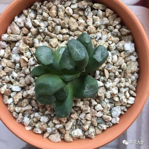 冰燈玉露怎么繁殖，冰燈玉露怎么爆盆?