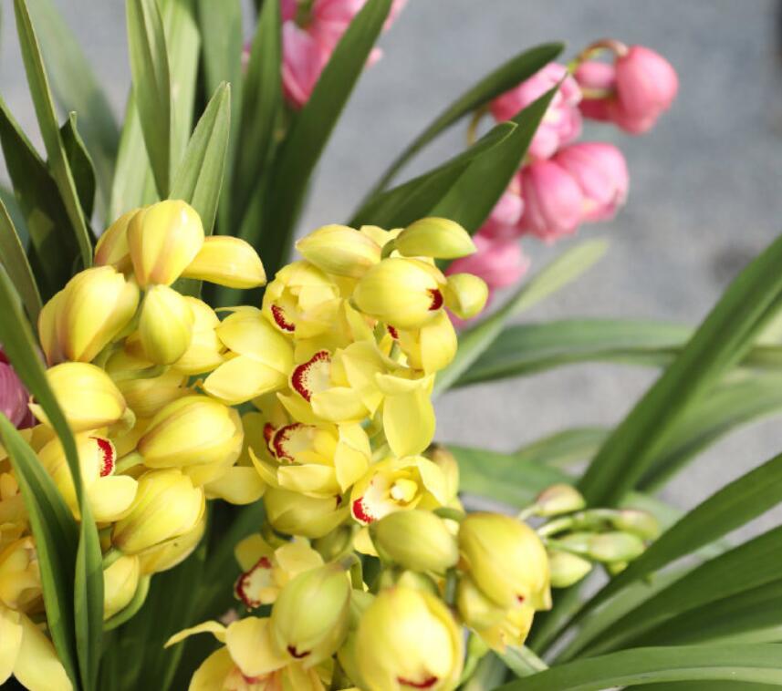 大花蕙蘭花期怎么養，開(kāi)花時(shí)能施肥嗎，大花蕙蘭施肥方法?