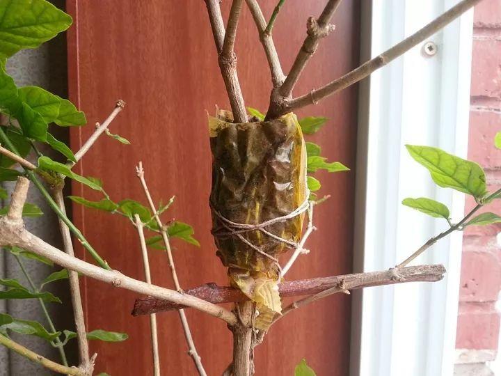 茶花壓條多久生根，空中壓條繁殖技術(shù)，臘梅壓條繁殖時(shí)間?