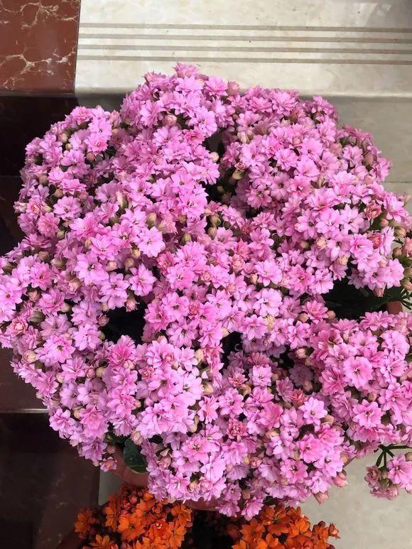 長(cháng)壽花花謝后如何修剪，怎么處理，杜鵑花花謝后怎樣修剪?