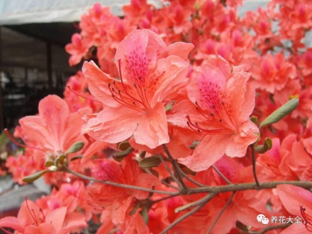 怎么讓杜鵑花開(kāi)花，開(kāi)花前用什么肥，什么肥能讓花卉快速生長(cháng)?