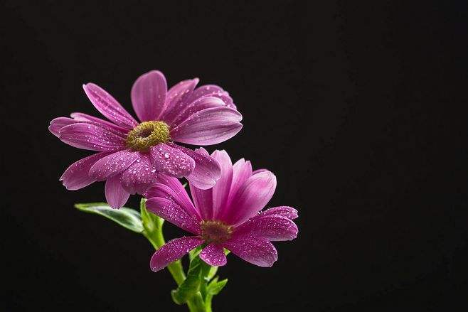 瓜葉菊怎么扦插，菊花扦插生根最快方法?