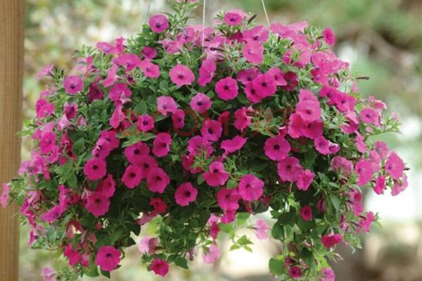 矮牽牛怎么打頂，矮牽牛能活幾年?