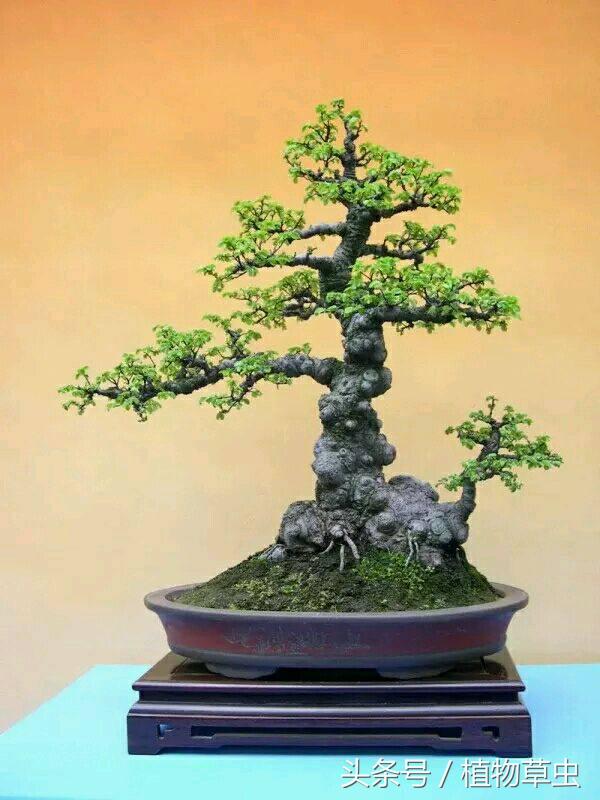 垂枝海棠什么時(shí)候開(kāi)花，垂枝海棠和垂絲海棠?