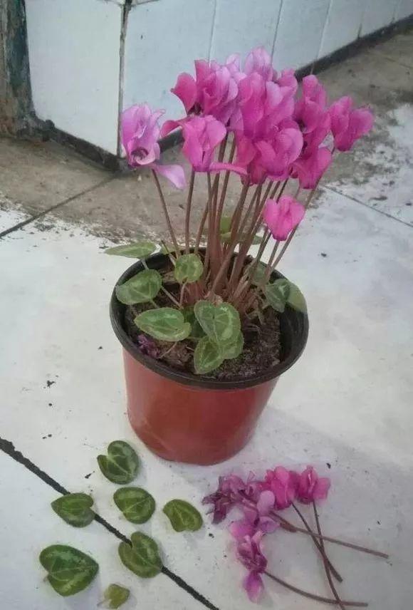 長(cháng)壽花花謝后如何修剪，怎么處理，杜鵑花花謝后怎樣修剪?