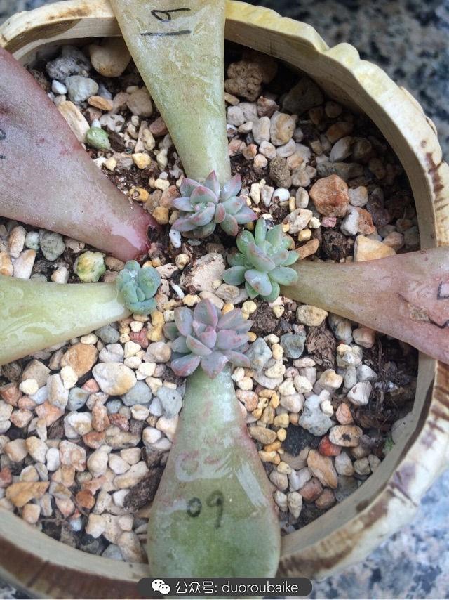 多肉白鳥(niǎo)怎么施肥，白鳥(niǎo)多肉爆盆?