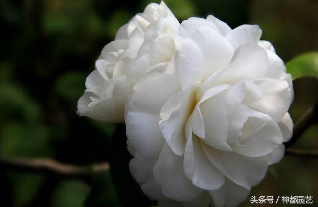 如何使茶梅在元旦開(kāi)花，茶梅開(kāi)白花怎么辦?