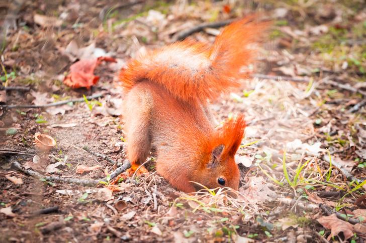 熊的尾巴有什么用處，熊的尾巴是干什么用的