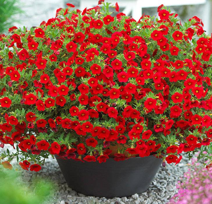 百萬(wàn)小鈴的扦插方法，小木槿扦插多久生根?