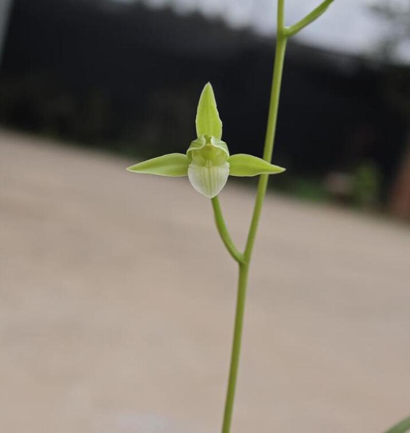 寒蘭什么時(shí)候開(kāi)花，寒蘭為什么人養的少?