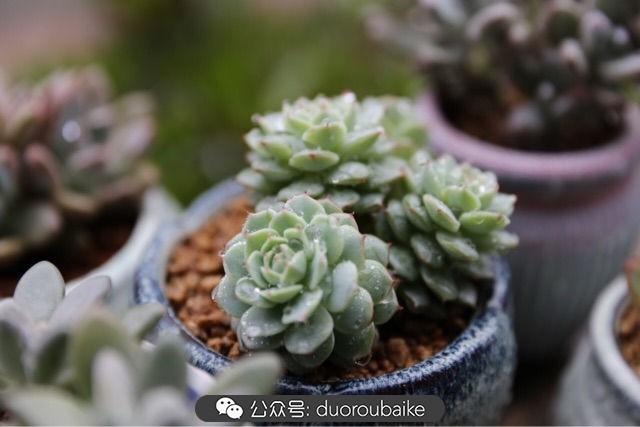 多肉白鳥(niǎo)怎么施肥，白鳥(niǎo)多肉爆盆?