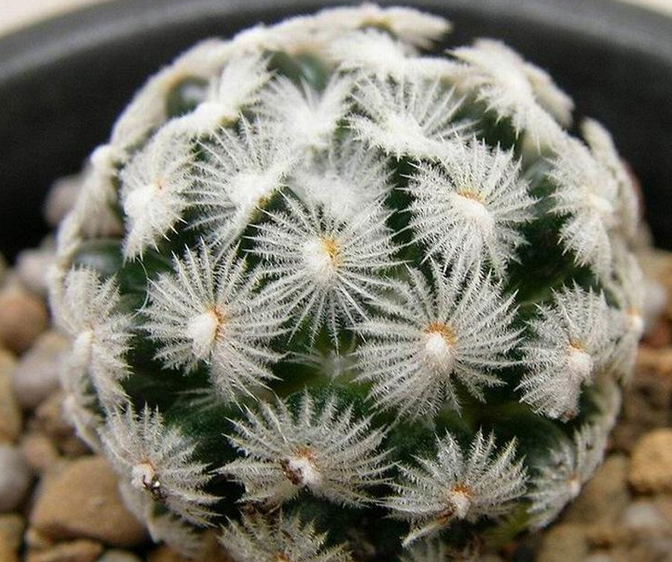 多肉白鳥(niǎo)怎么繁殖，白鳥(niǎo)多肉圖片?