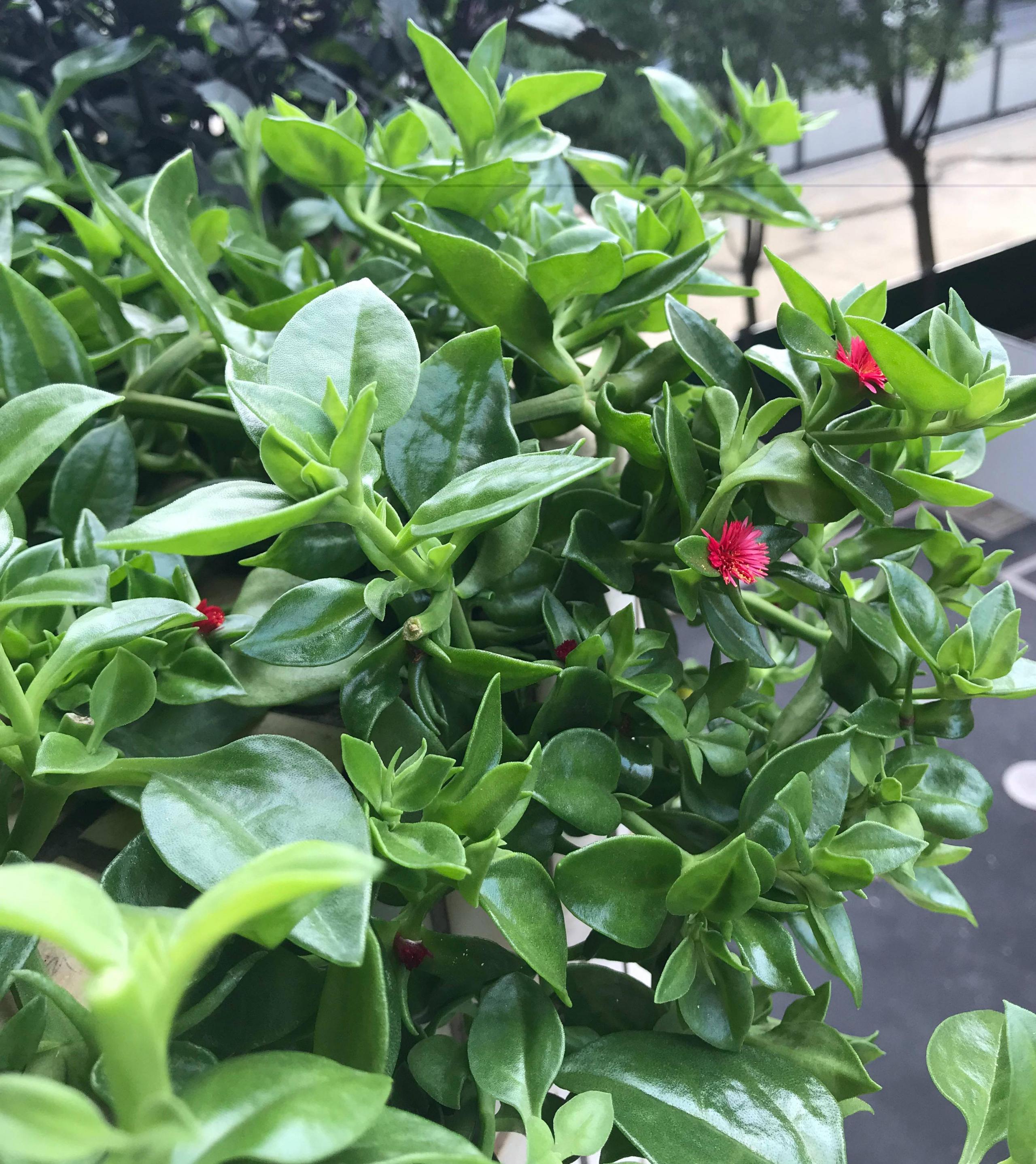 水培牡丹吊蘭的養殖方法和注意事項，水培會(huì )不會(huì )開(kāi)花，牡丹花可以用水養嗎?